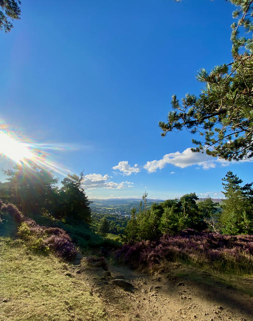 Summer evening on Ilkey Moor green leaved trees, purple heather and grasses. The Sun's rays visible on the left hand side, a few white clouds dot the bright blue sky