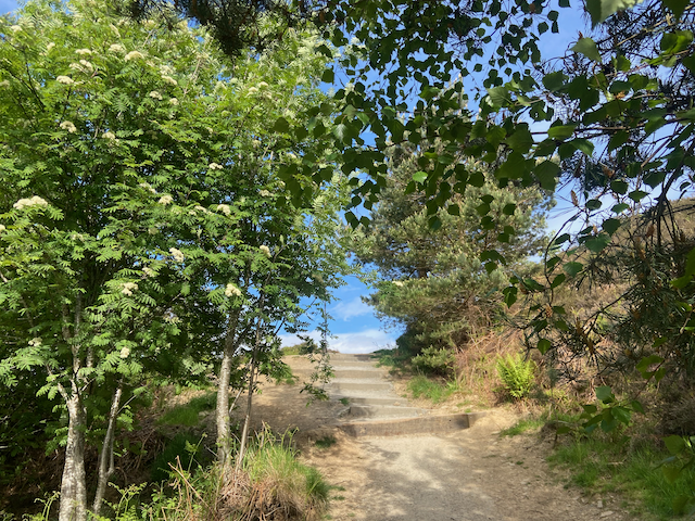 View of lush green trees hanging over a sandy path heading up the moor with blue sky in the background